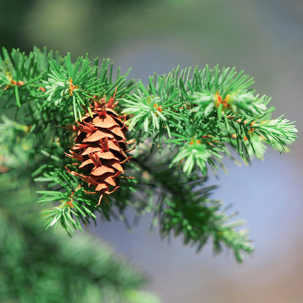 Douglas Fir Tree - Image 3