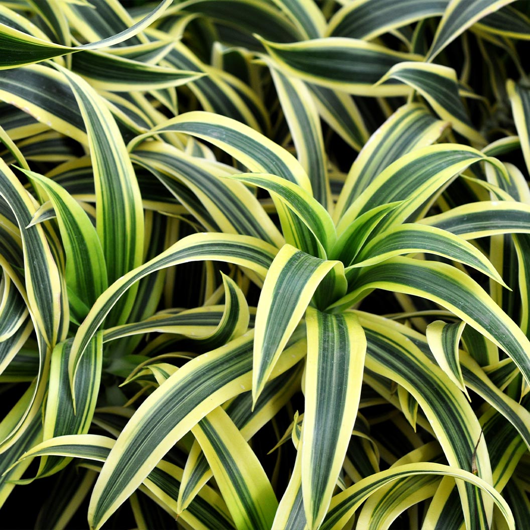 Warneckii Lemon Lime Dracaena - Image 2