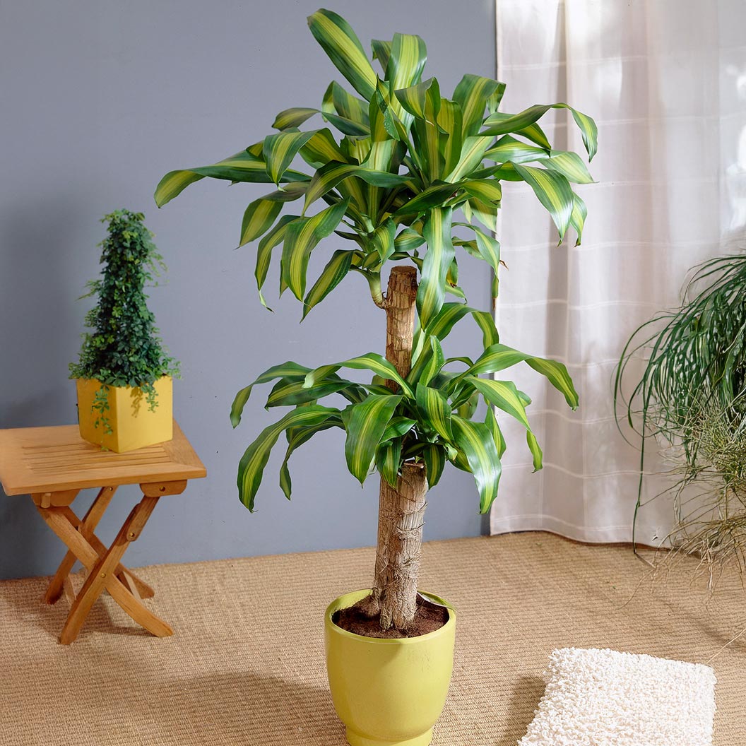 Dracaena' Corn Plant - Image 2