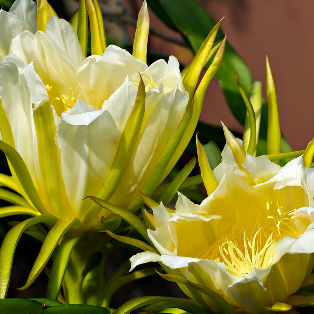 Dragon Fruit Cactus Plant - USDA Organic - Image 3