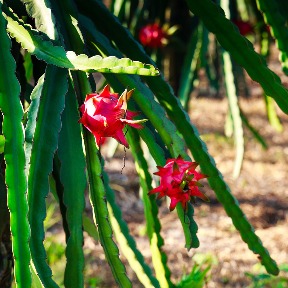 Dragon Fruit Cactus Plant - USDA Organic - Image 5