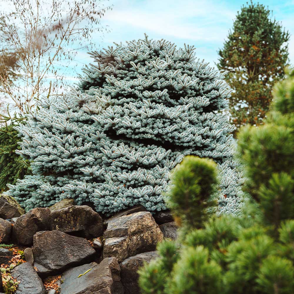 Dwarf Globe Blue Spruce - Image 3