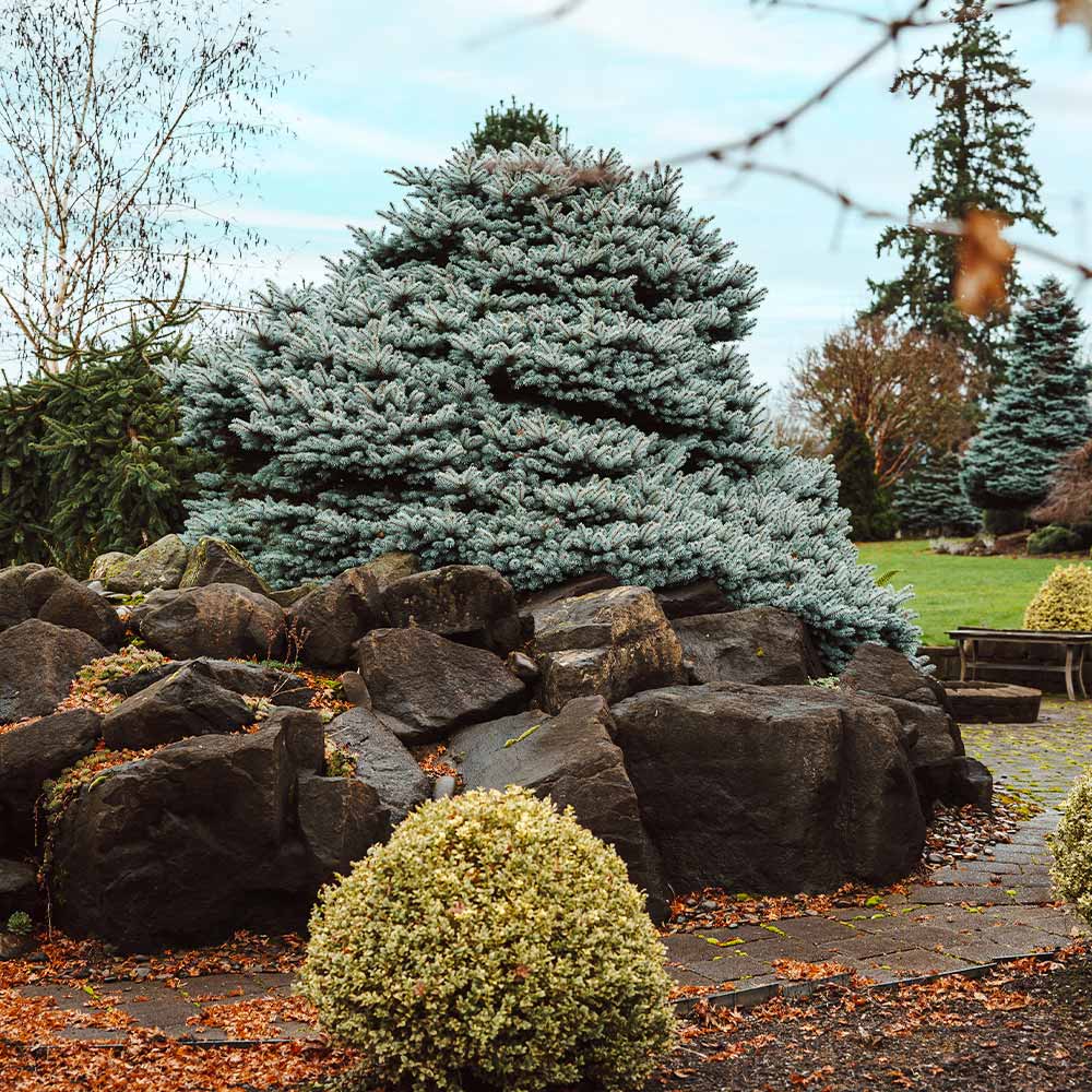 Dwarf Globe Blue Spruce - Image 4