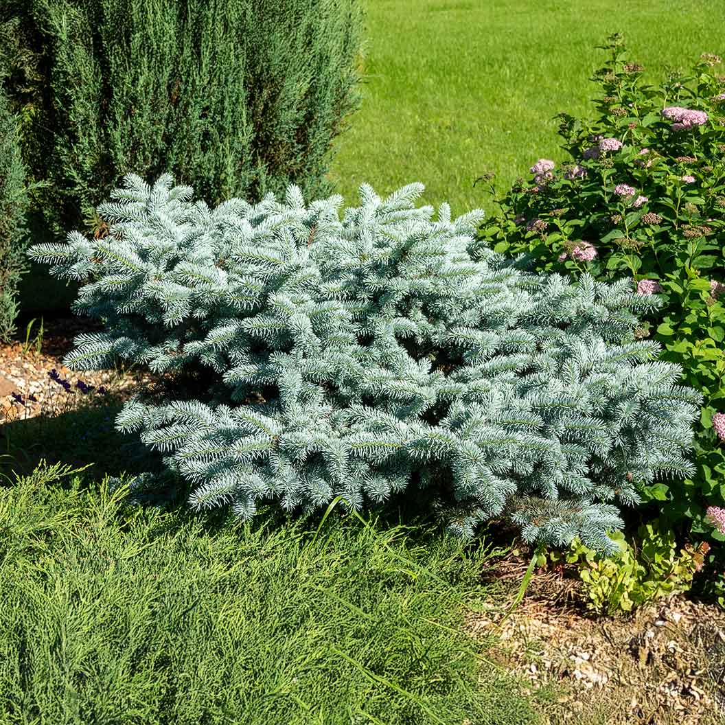 Dwarf Globe Blue Spruce - Image 2