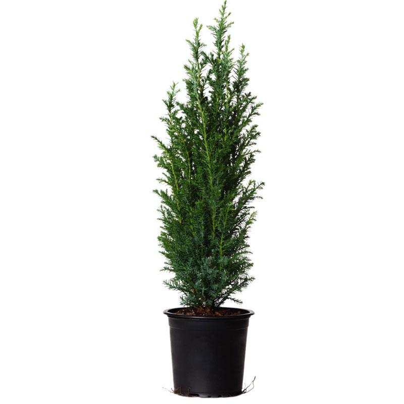 Dwarf Italian Cypress - Image 3