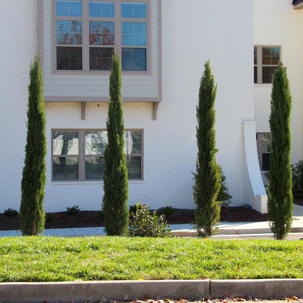 Dwarf Italian Cypress - Image 2