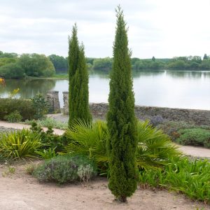 Dwarf Italian Cypress
