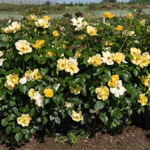 Easy Bee-zy Knock Out® Rose