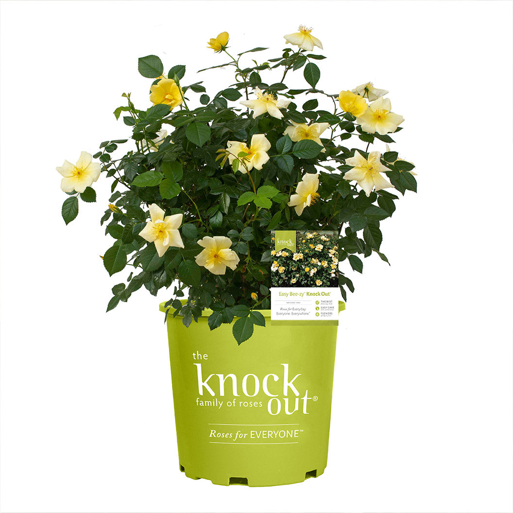 Easy Bee-zy Knock Out® Rose - Image 5
