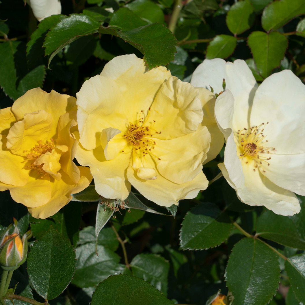 Easy Bee-zy Knock Out® Rose - Image 2