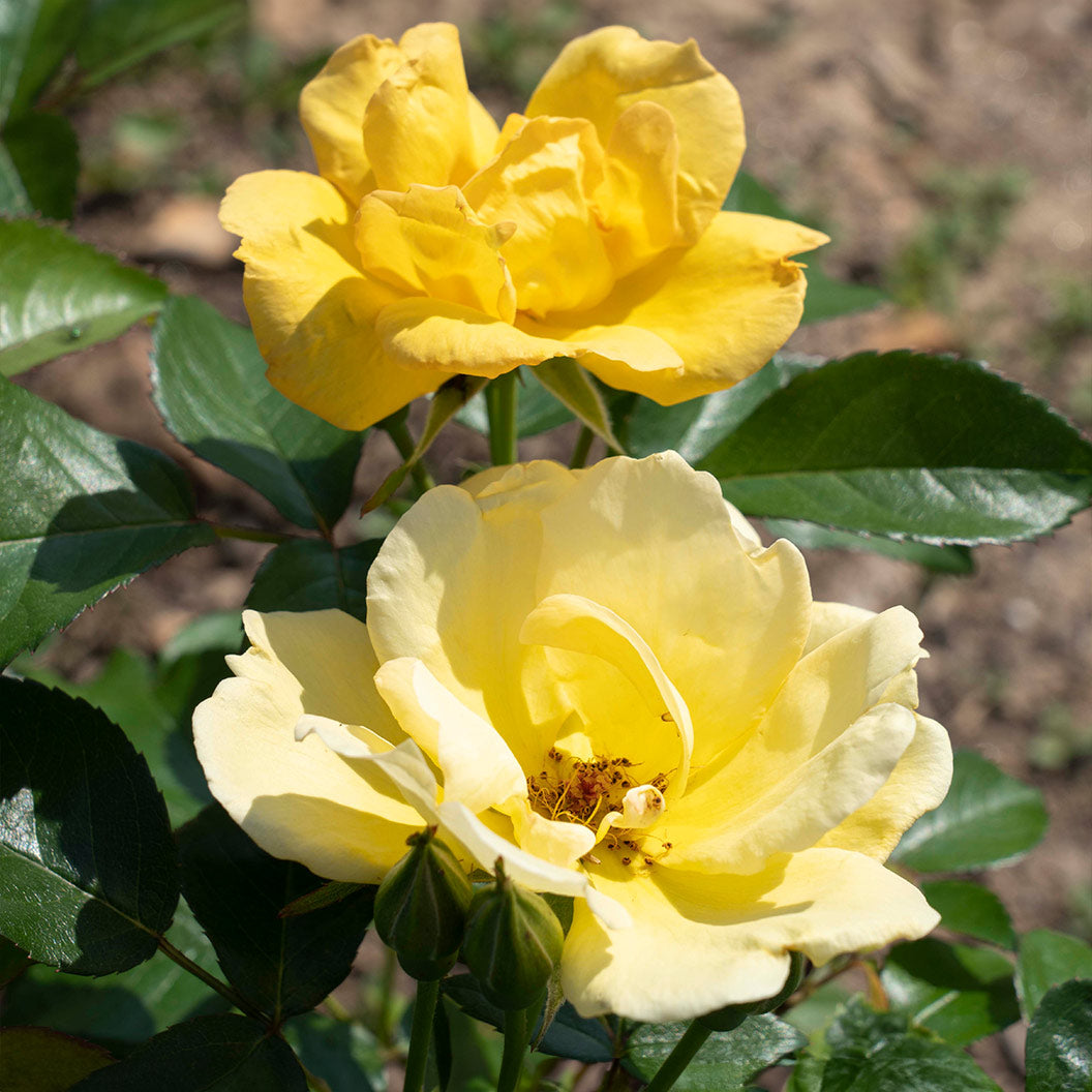Easy Bee-zy Knock Out® Rose - Image 3