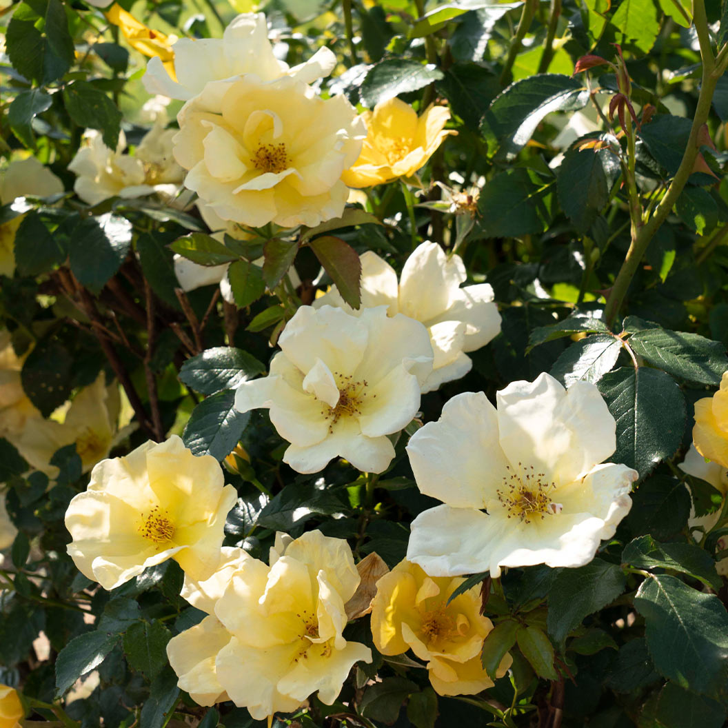 Easy Bee-zy Knock Out® Rose - Image 4
