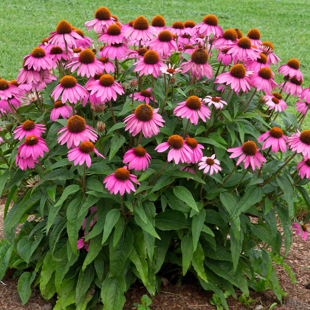 PowWow® Wild Berry Coneflower (Echinacea) - Image 2