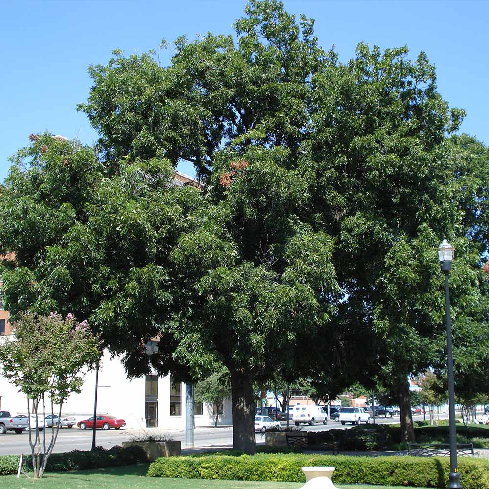 Elliot Pecan Tree - Image 2