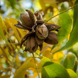 Elliot Pecan Tree