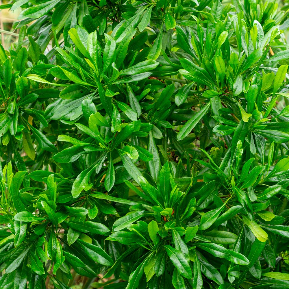 Emerald Ice Green Hopbush Shrub