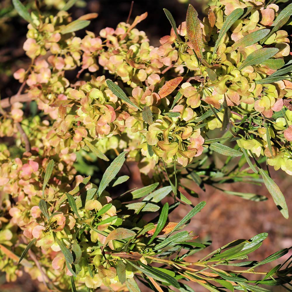 Emerald Ice Green Hopbush Shrub - Image 3