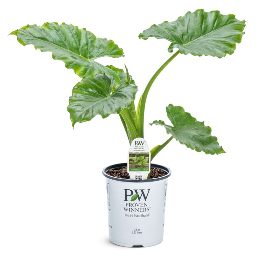 Emerald Isle Alocasia - Image 2