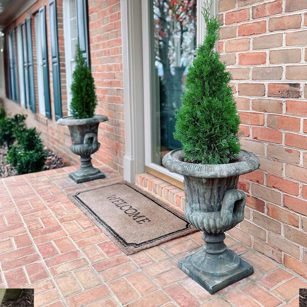 Emerald Squeeze™ Thuja Tree - Image 3