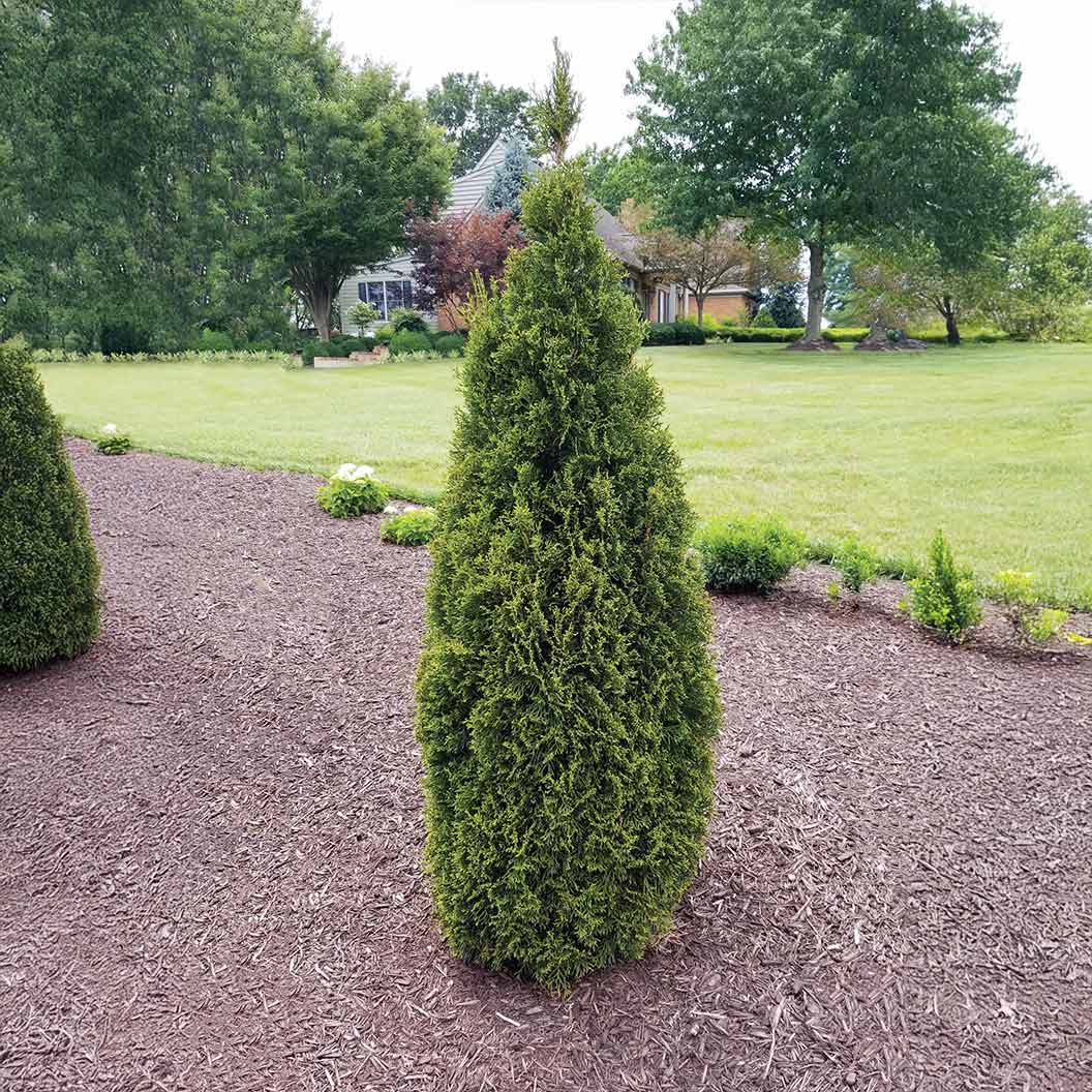 Emerald Squeeze™ Thuja Tree - Image 2