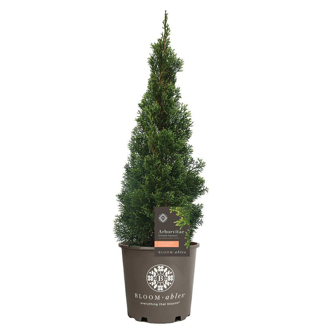 Emerald Squeeze™ Thuja Tree - Image 4