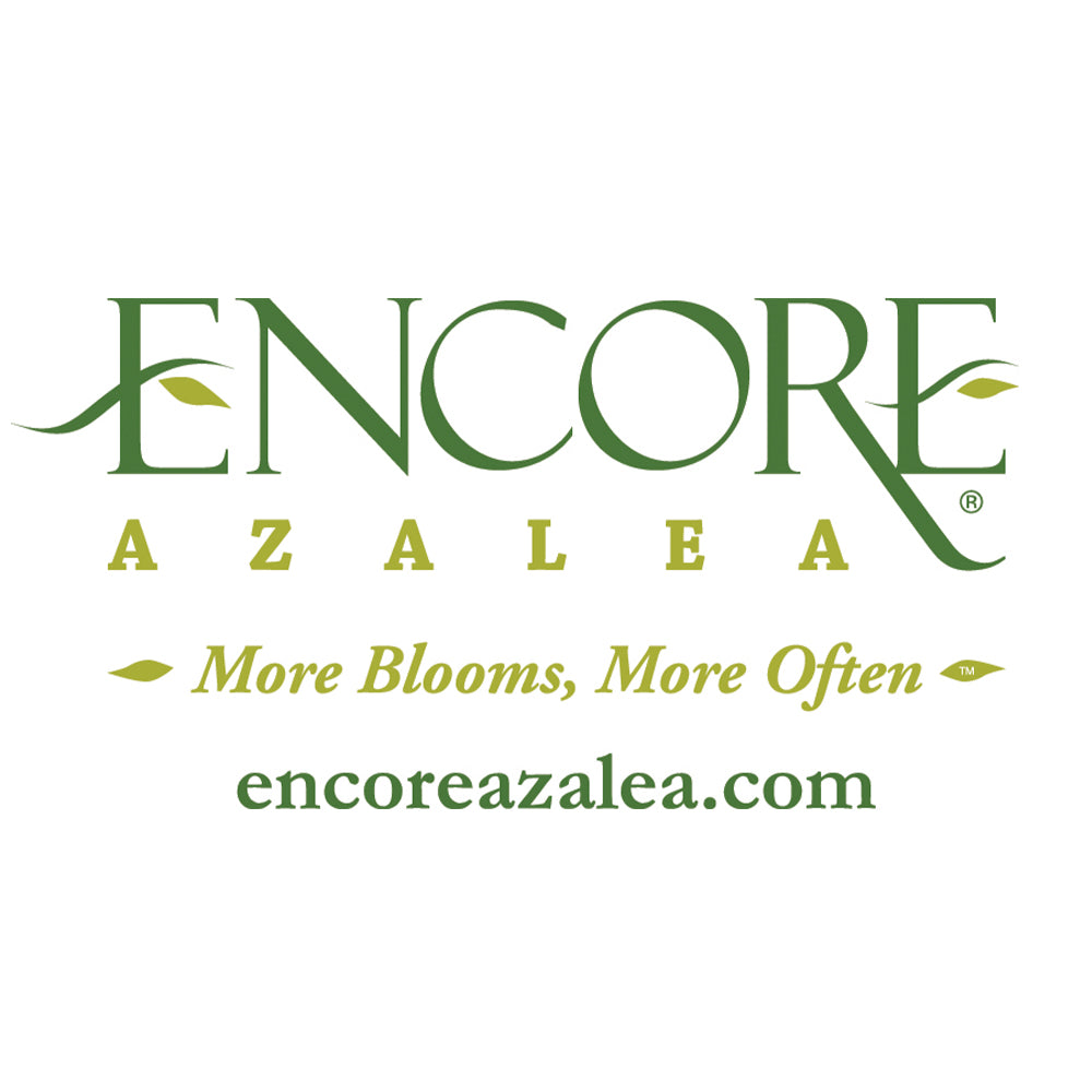 Autumn Bonfire® Encore® Azalea Shrub - Image 6