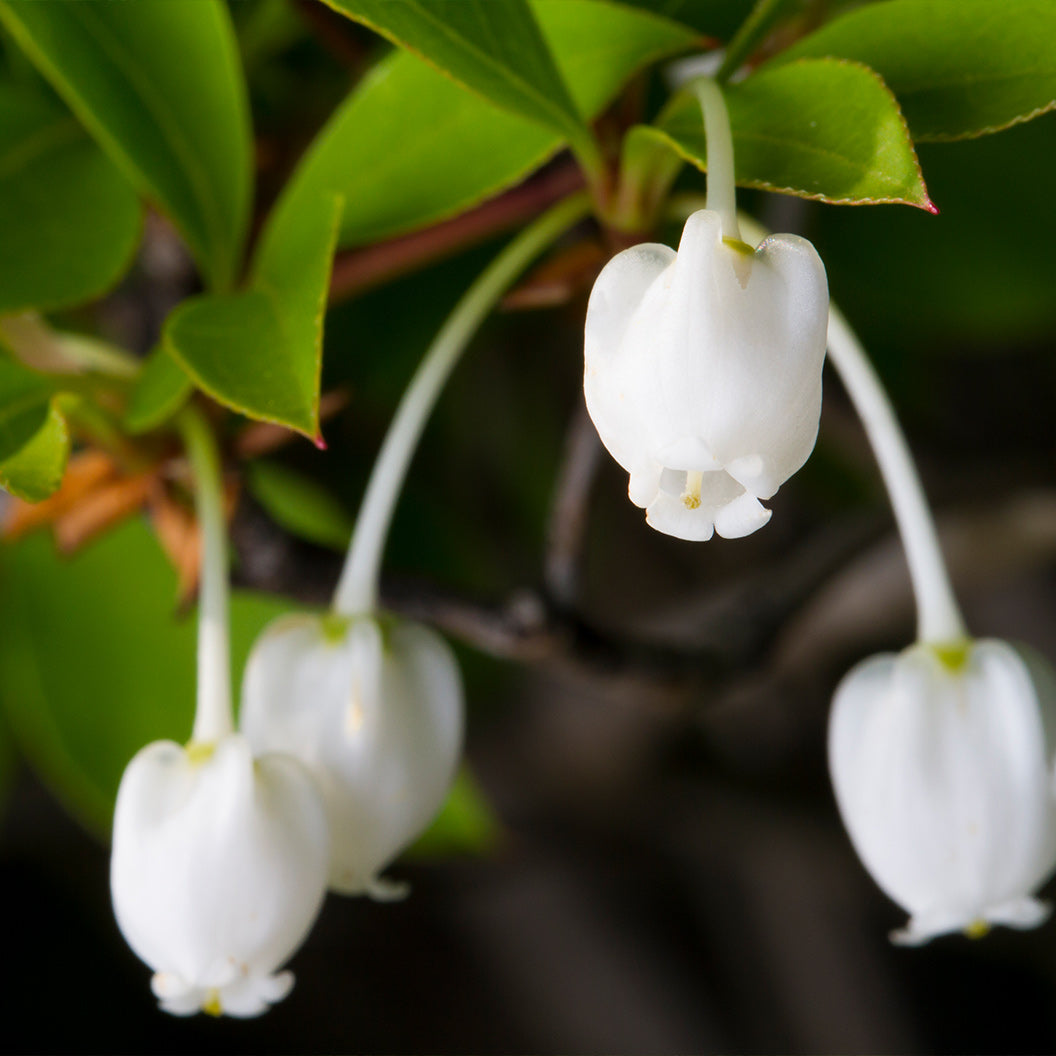 Enkianthus Perulatus Shrub - Image 2