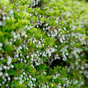 Enkianthus Perulatus Shrub