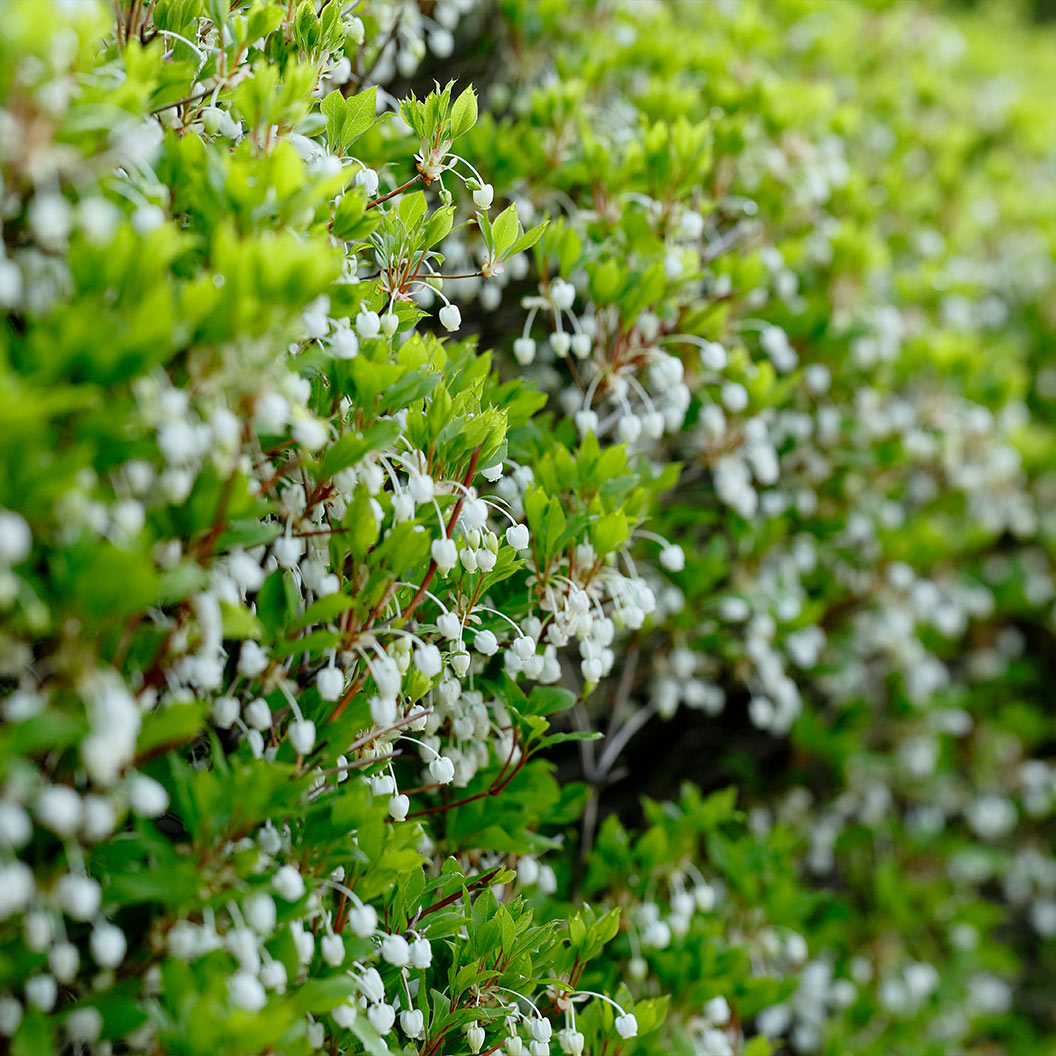 Enkianthus Perulatus Shrub