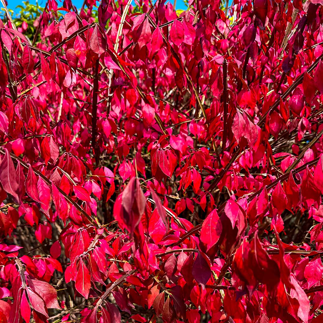 Enkianthus Perulatus Shrub - Image 3