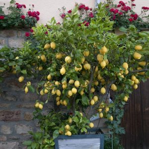 Eureka Lemon Tree