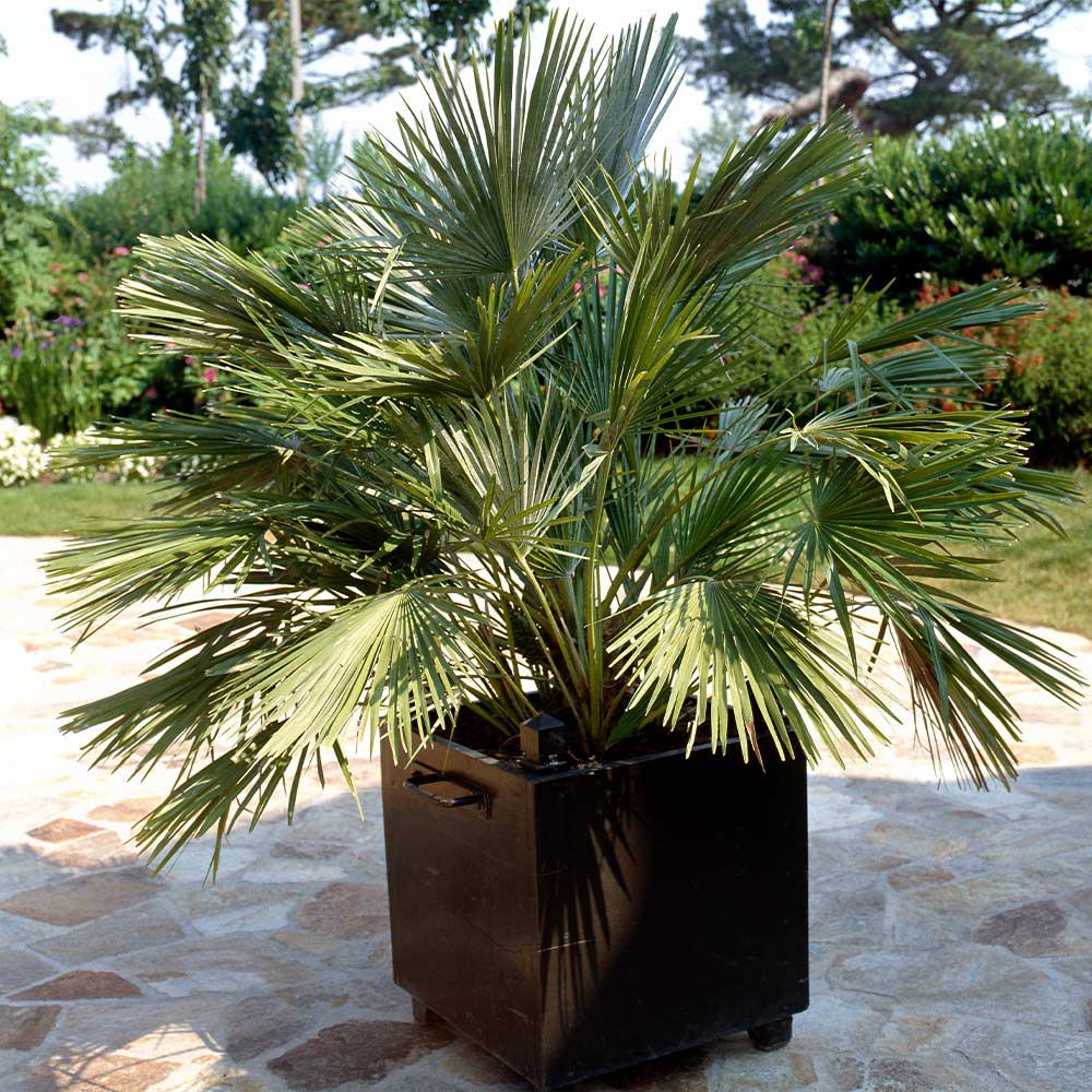 European Fan Palm Tree - Image 2
