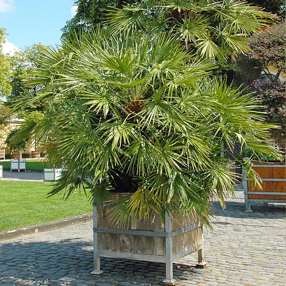 European Fan Palm Tree - Image 3