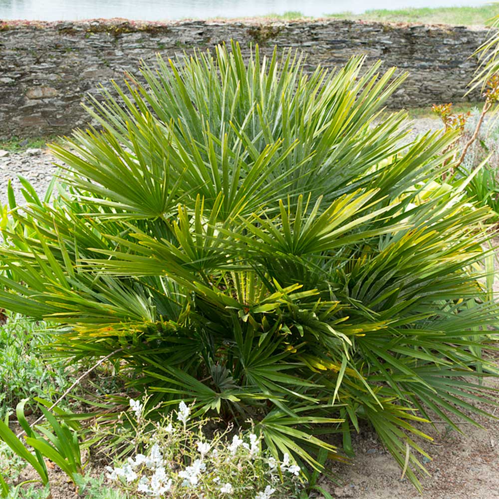 European Fan Palm Tree - Image 4