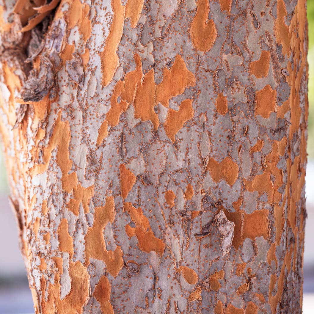 Everclear® Lacebark Elm Tree - Image 2