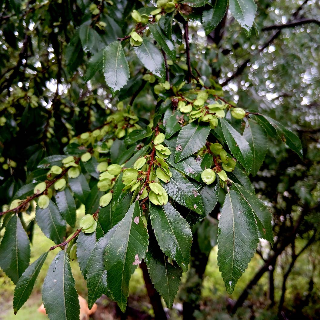 Everclear® Lacebark Elm Tree - Image 3