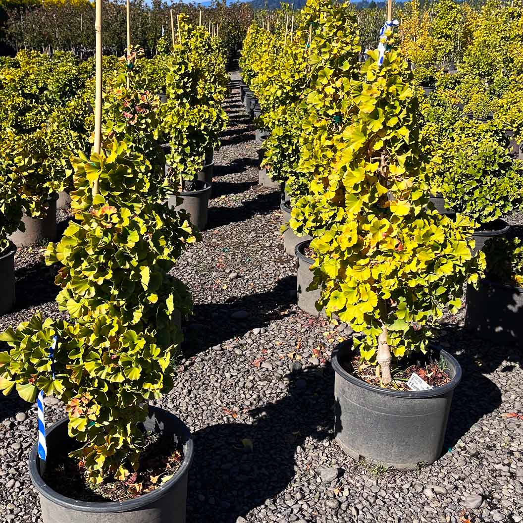 Everton Broom Ginkgo Tree - Image 2