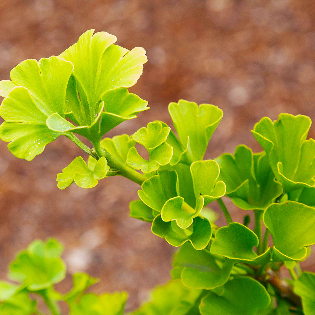 Everton Broom Ginkgo Tree - Image 3