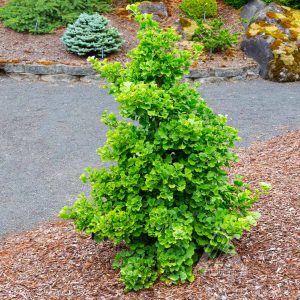 Everton Broom Ginkgo Tree