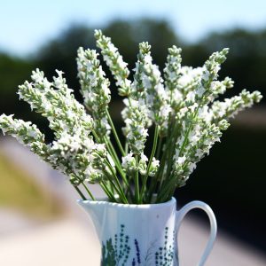 Exceptional™ Lavender Plant