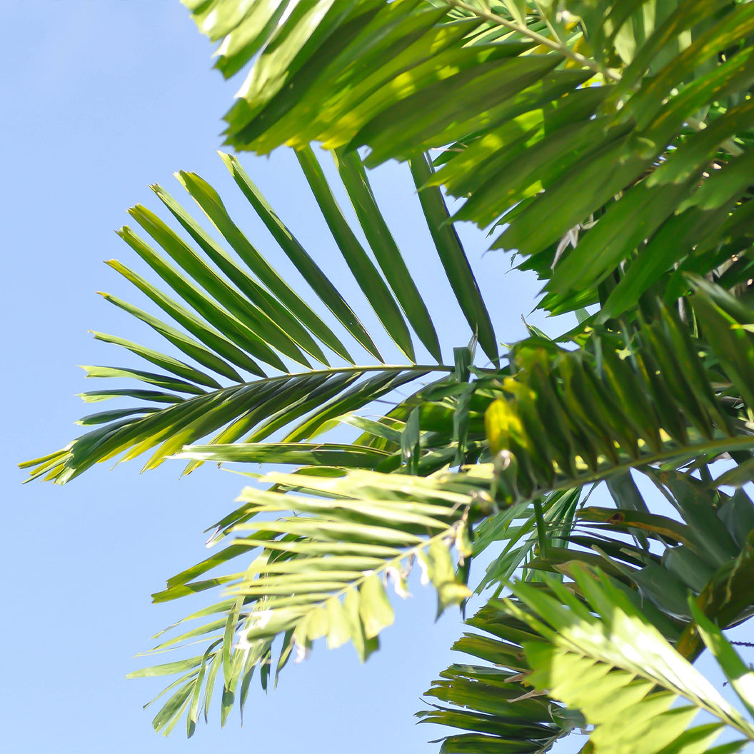 Foxtail Palm Tree - Image 2