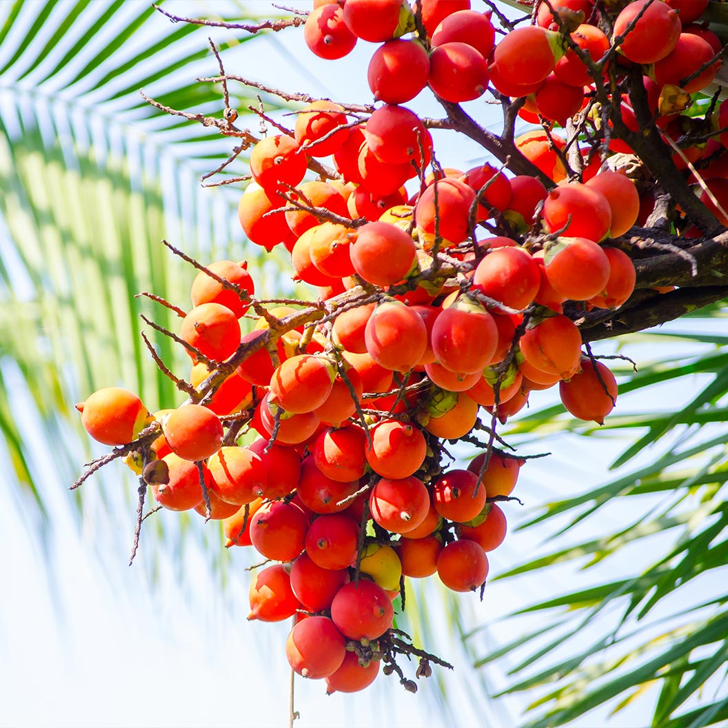 Foxtail Palm Tree - Image 3