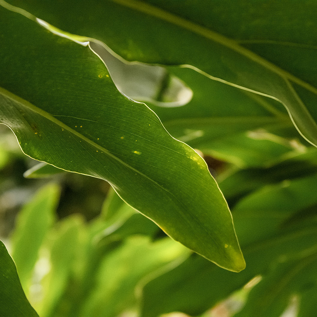 Dwarf Cardamom - USDA Organic - Image 2
