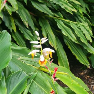Dwarf Cardamom - USDA Organic