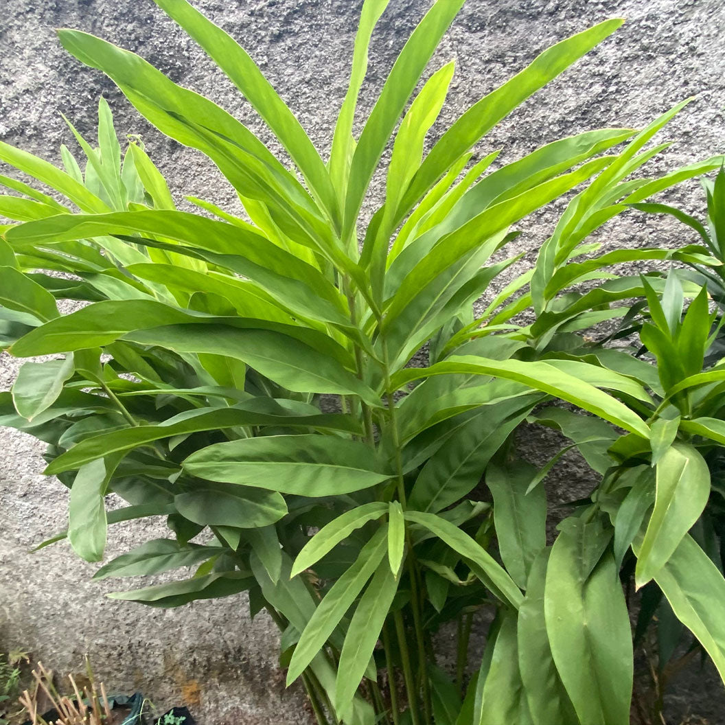 Dwarf Cardamom - USDA Organic - Image 3