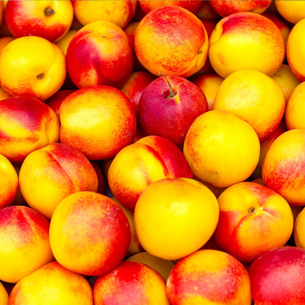 Fantasia Nectarine Tree - Image 2