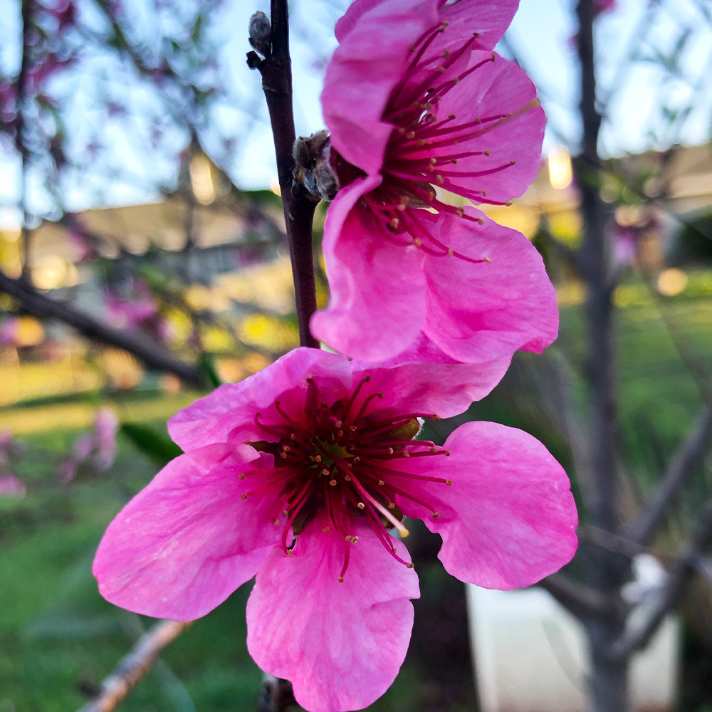 Fantasia Nectarine Tree - Image 3