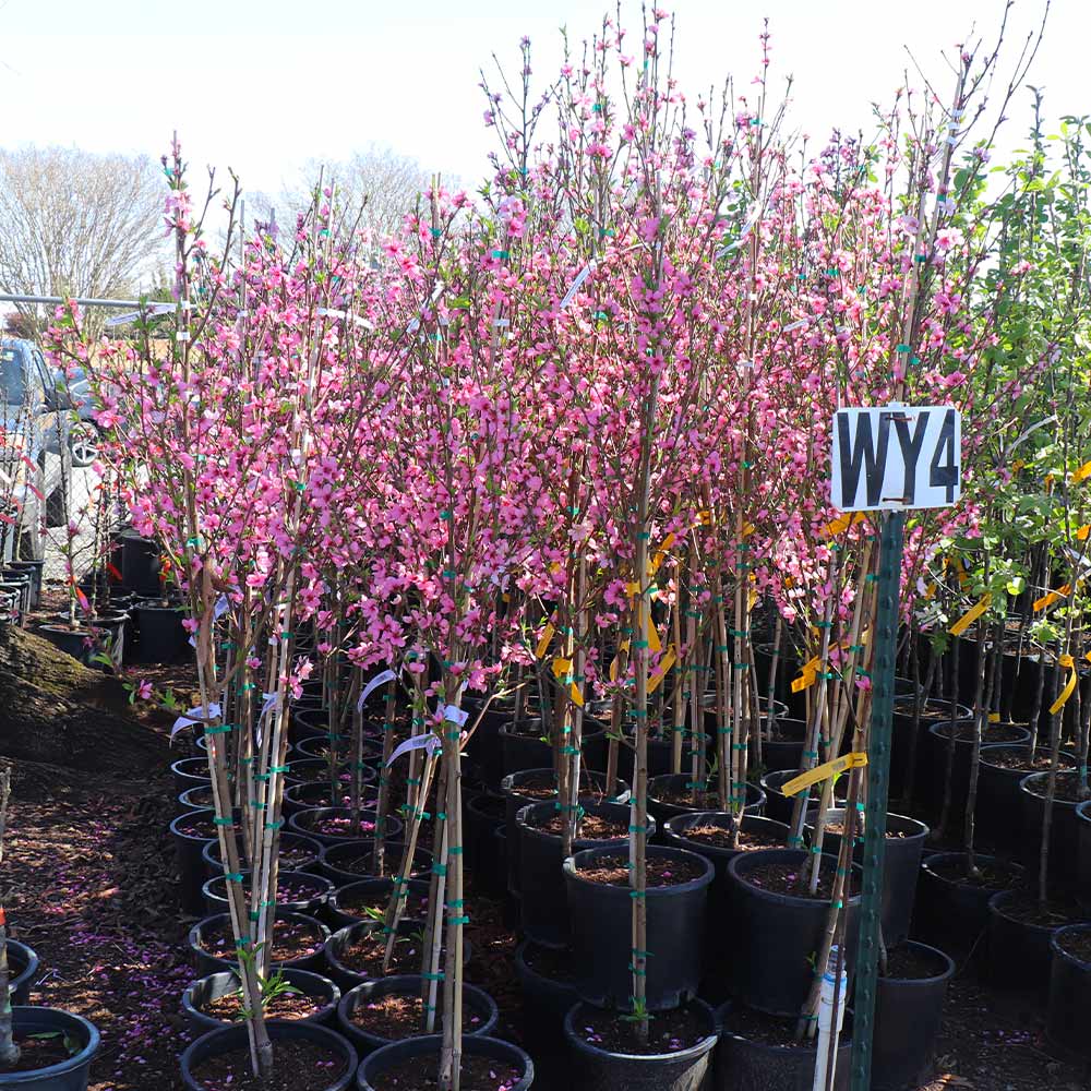 Fantasia Nectarine Tree - Image 4