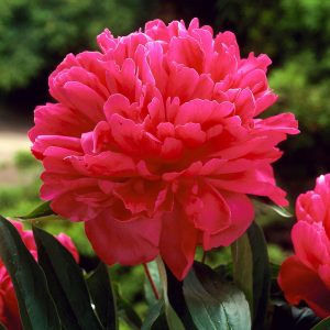 Felix Crousse Peony
