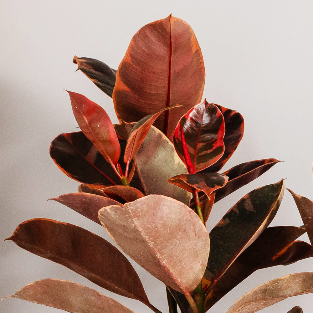 Ficus Ruby (Variegated Rubber Plant) - Image 4